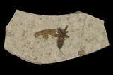 Fossil March Fly (Plecia) - Green River Formation #154490-1